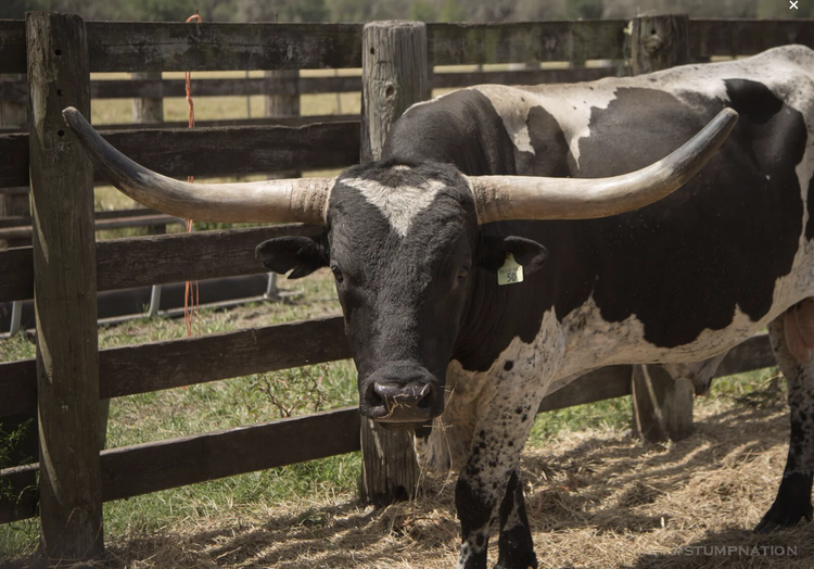 MONDAY CATTLE MARKET